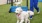 Dog Park 